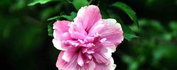 木槿花的花语探究（探寻木槿花的花语与象征意义）