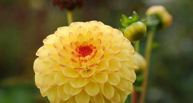 花语之美——追寻美丽花卉的花语秘密（解读花朵的花语之美）