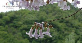 泡桐花的花语与寓意（深入解读泡桐花的神秘之美）