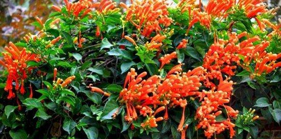 炮仗花的花语之美（探寻炮仗花所传达的心灵寄托与情感表达）
