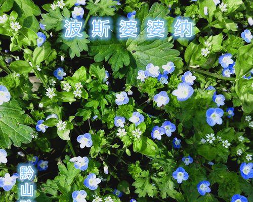 婆婆纳的花语（探寻婆婆纳花的花语之美）
