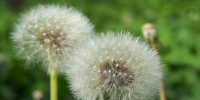 蒲公英花语（揭示蒲公英的花语）
