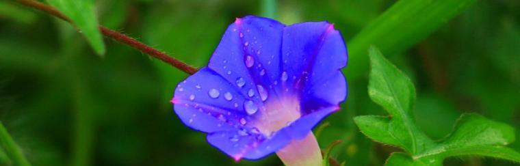 牵牛花（探寻牵牛花的花语与寓意）