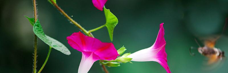 牵牛花花语解读（牵牛花——花语中的爱情传承者）