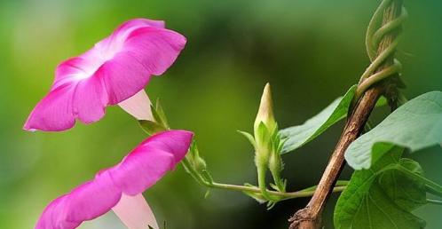 牵牛花的花语及意义解读（解析牵牛花的象征意义与人文内涵）