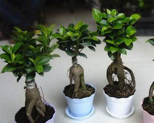 以榕树盆景怎么养寓意最好（培育榕树盆景的技巧与心得）