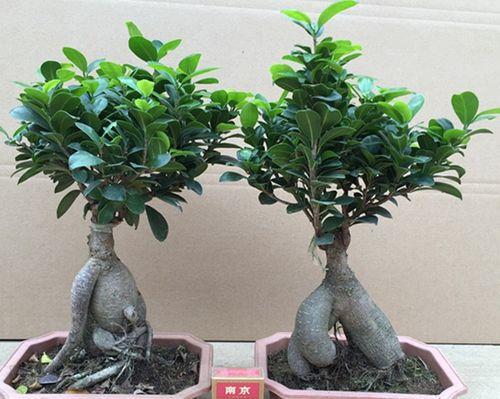 以榕树盆景怎么养寓意最好（培育榕树盆景的技巧与心得）