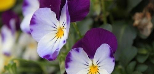 三色堇——花开如画的寓意（小花娇艳）
