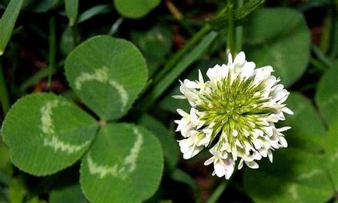 三叶草的花语-幸运与希望（三叶草的象征与传说）