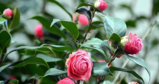 山茶花花语（探索山茶花的花语意义）