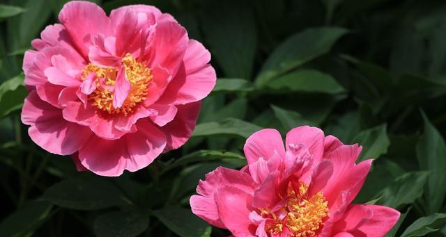 芍药花（探索芍药花的花语及寓意）