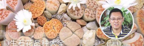 生石花花语（探寻生石花所代表的意义及其神秘力量）