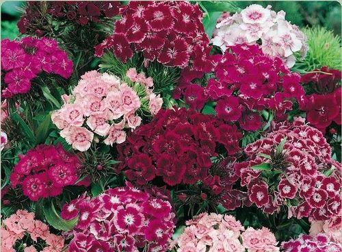 石竹花的花语与意义（探寻石竹花的花语）