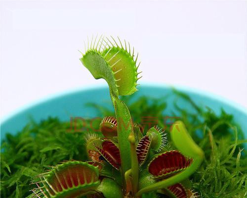 探寻以食人花的花语之谜（揭秘食人花的神秘语言与含义）