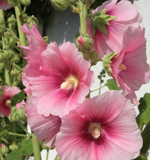 蜀葵花的花语与传说（赋予生命的爱恋——蜀葵花的花语传达着什么）