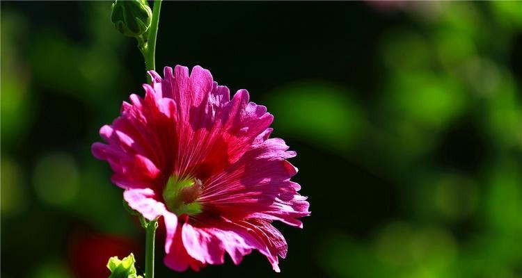 蜀葵花（以蜀葵花代表勇气和希望）