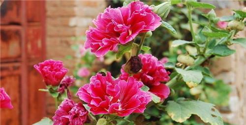 蜀葵（探秘蜀葵花语及其深层寓意）