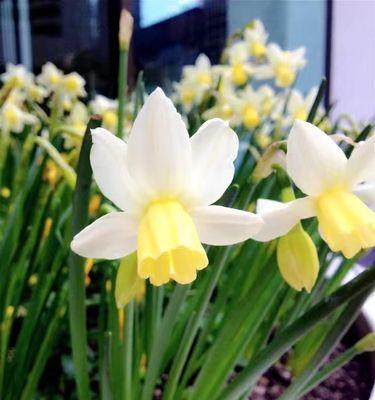 水仙花的象征意义及其寓意（美丽的水仙花）