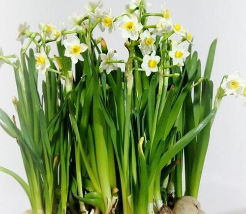 水仙花（水仙花的花语和寓意）