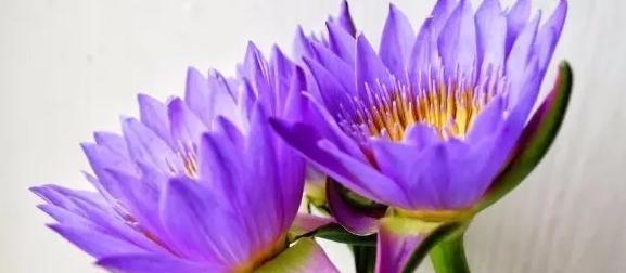 花开静夜，寄托真情——以睡莲的花语（睡莲花语的深意与内涵）