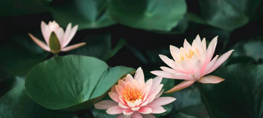 睡莲的花语与象征意义（美丽的睡莲）