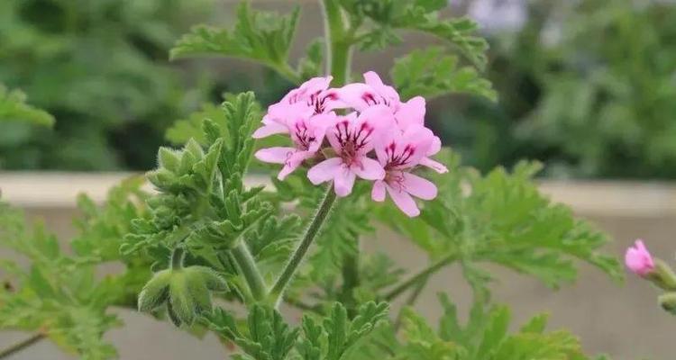天竺葵——仙女般的花香（探秘天竺葵的特点）