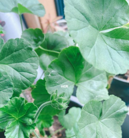如何防止天竺葵叶子发蔫（分析原因、提供补救方案）