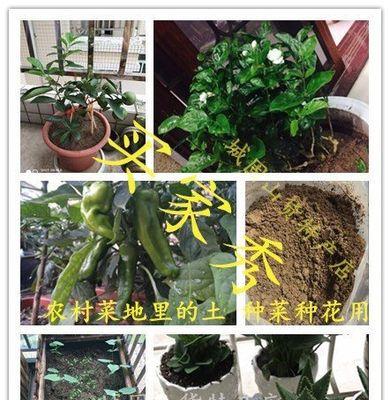 田园土的美丽之花（适合种植的花卉）