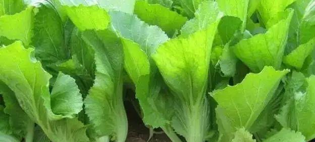 甜芥菜种植全攻略（甜芥菜种植时间和方法）