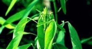 跳舞草——一种神奇的草（了解跳舞草的起源）