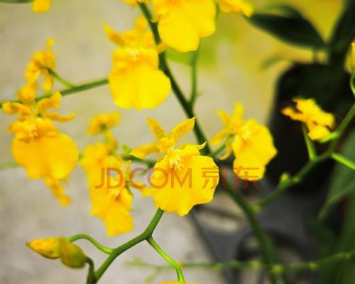 跳舞兰花期（如何欣赏跳舞兰的美丽和优雅）