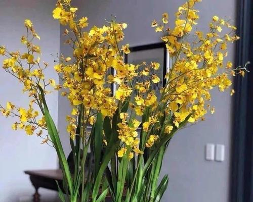 如何正确养护跳舞兰（从家庭养法到细节把控）