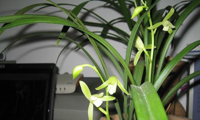 铁骨素兰花的开花时间及花期（一朵花绽放的奇妙历程）