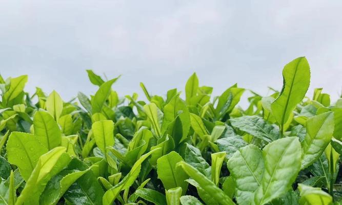 探秘铁观音的故乡（茶香四溢）