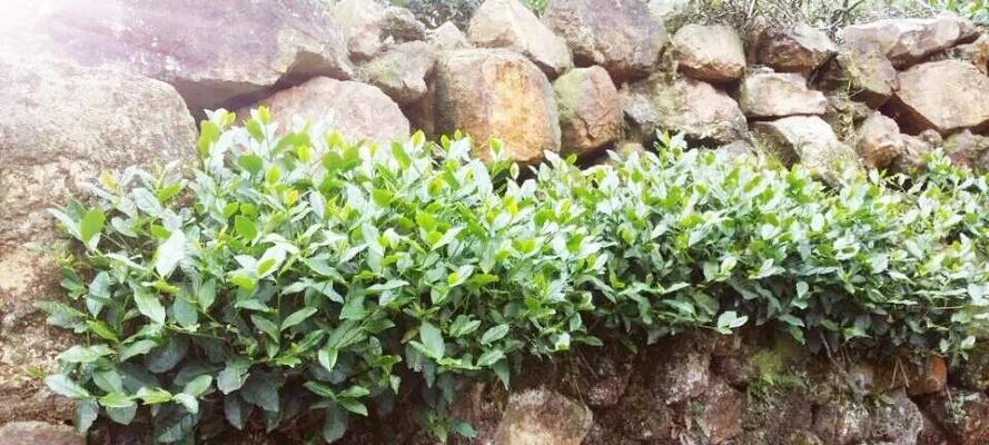 铁观音的生长环境与条件（探访铁观音的故乡——福建武夷山）