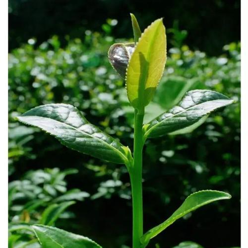 铁观音产地之谜（探寻中国名茶的历史和文化底蕴）