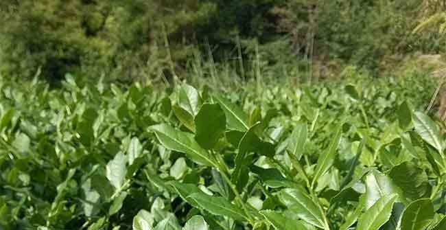 探秘铁观音之源——以其叶子为主（探寻铁观音所属的树种）