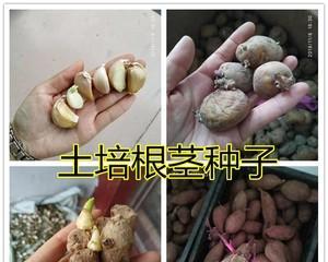 铁棍山药发芽了可以吃吗（如何正确处理发芽的铁棍山药）