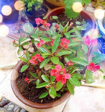 铁海棠花语的象征与寓意（探秘铁海棠的神秘内涵）