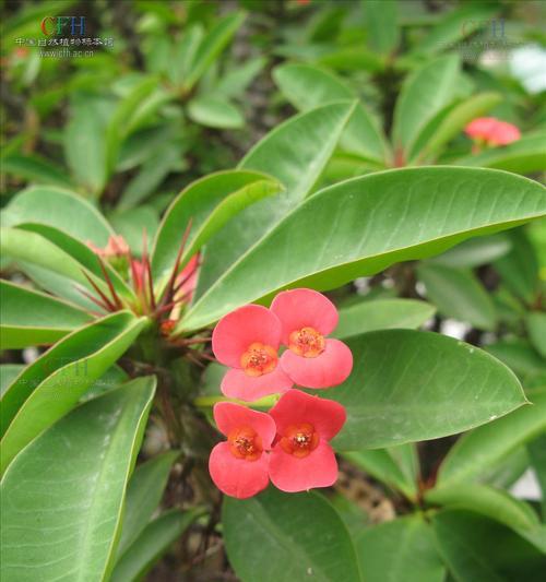 铁海棠是多年生植物吗（探究铁海棠的生长特点和分类特征）