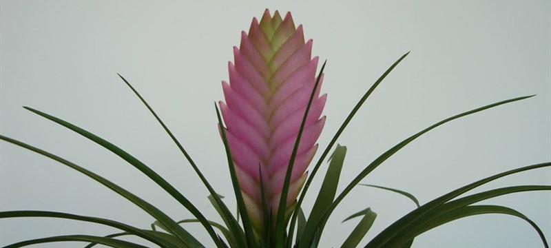 铁兰开花后的处理方法（别让花期来得太晚）