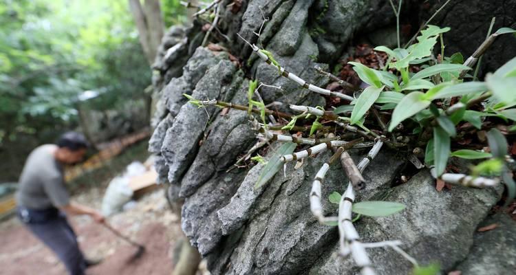 寻找铁皮石斛的故乡（探索铁皮石斛的产地及特点）
