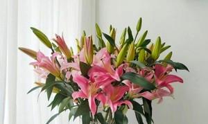 罗宾百合花语解析——浪漫、守护与祝福(揭开罗宾百合的花语之谜)