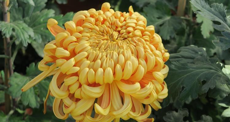 梅州市花——梅花的象征寓意（探寻梅花的文化内涵与深远意义）