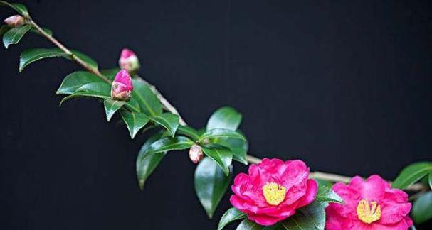 菩提花的花语及其象征意义（探寻菩提花所代表的深远内涵与美好寓意）