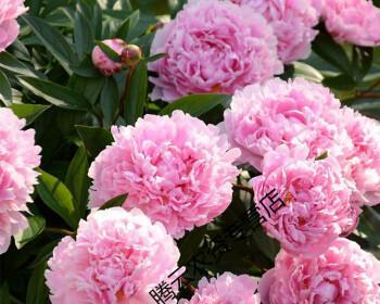 芍药花的寓意与象征（探寻芍药花的含义）