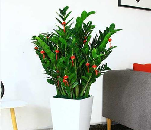 花开财运,传递财富之花(揭示财运之秘)