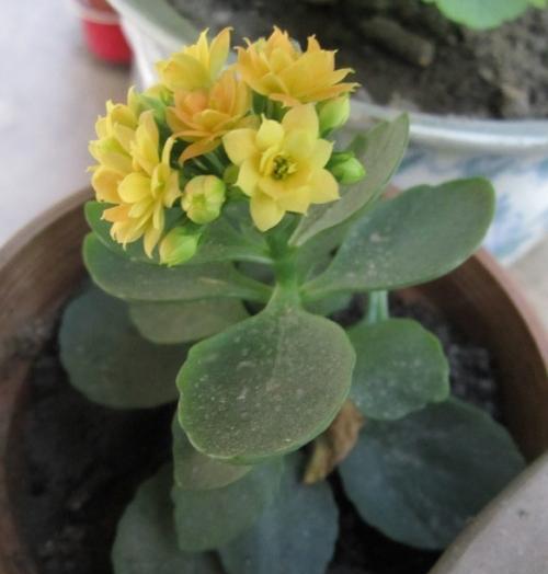 以百合花代表早日康复(花开康复)