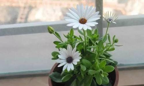 用百合花表达道歉的花语（百合花语）
