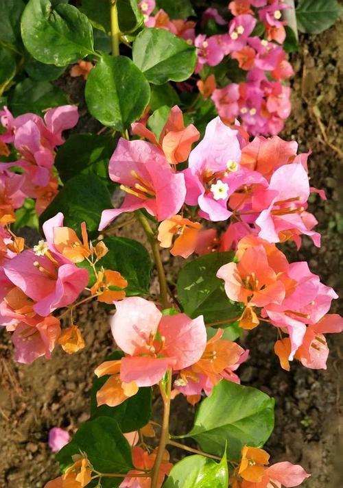 等待你——执着与希望的花语（玫瑰花的花语与等待）